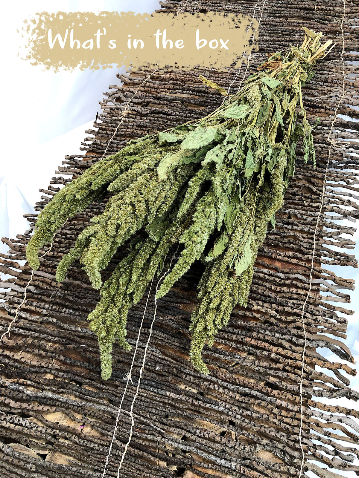 Dried Natural Green &quot;Amaranthus&quot; Flower by the bunch