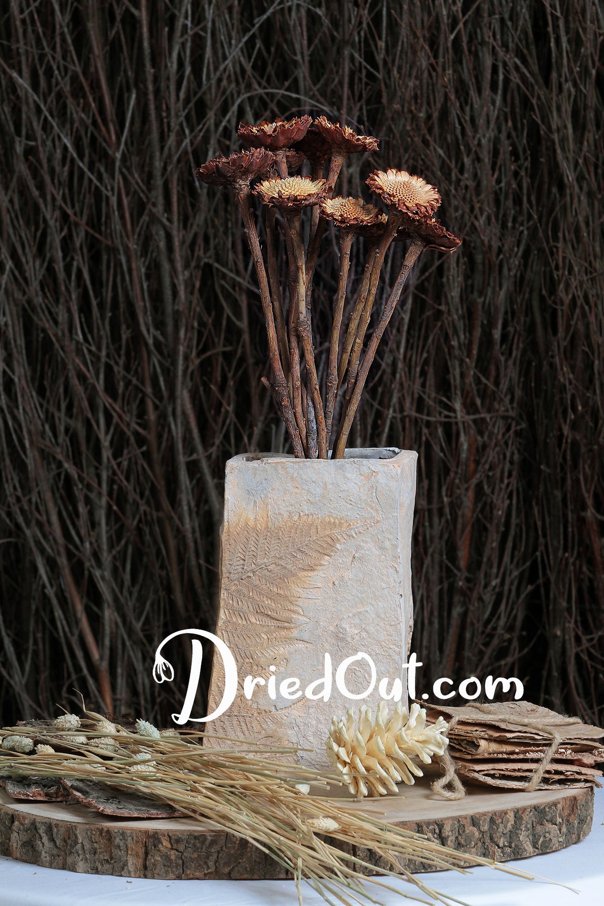 Dried &quot;Susannae Protea&quot; Flower in a 10 stem bunch