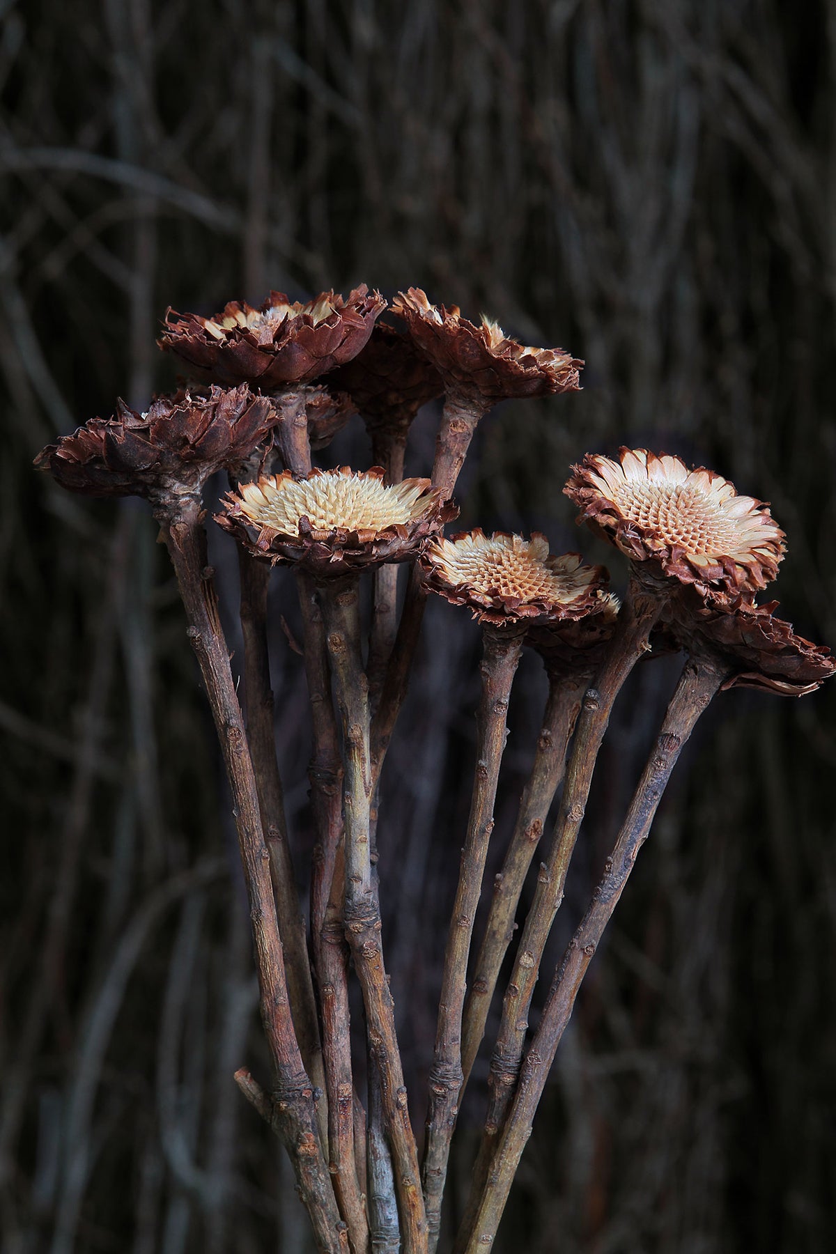 Dried &quot;Susannae Protea&quot; Flower in a 10 stem bunch