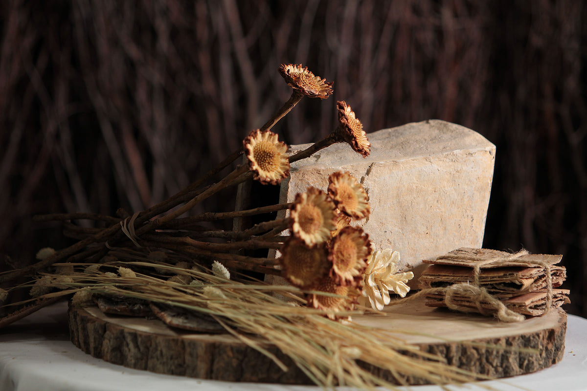 Dried &quot;Susannae Protea&quot; Flower in a 10 stem bunch