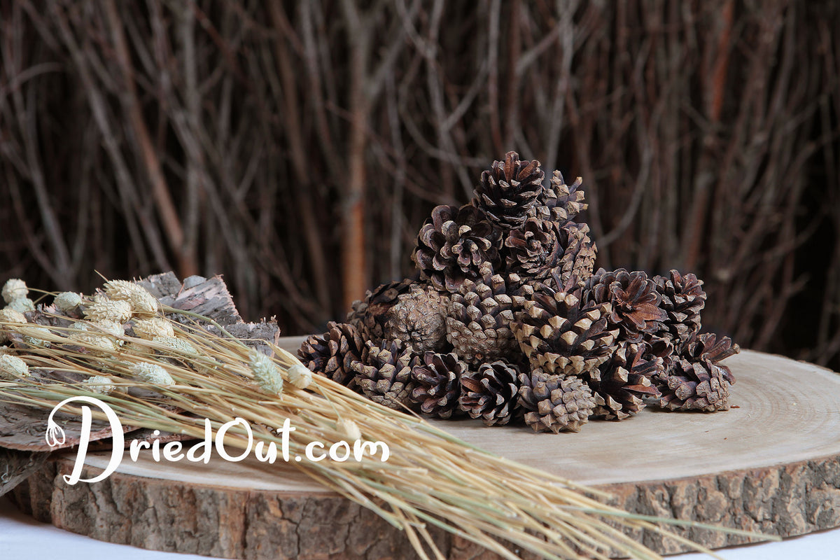 Dried Natural &quot;Nigra Cones&quot; in a 500g Bag