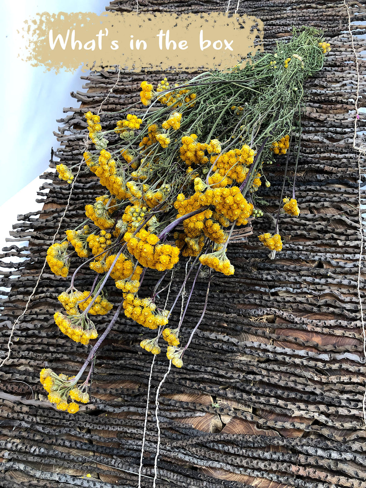 Dried Natural &quot;Lonas&quot; Flower by the bunch