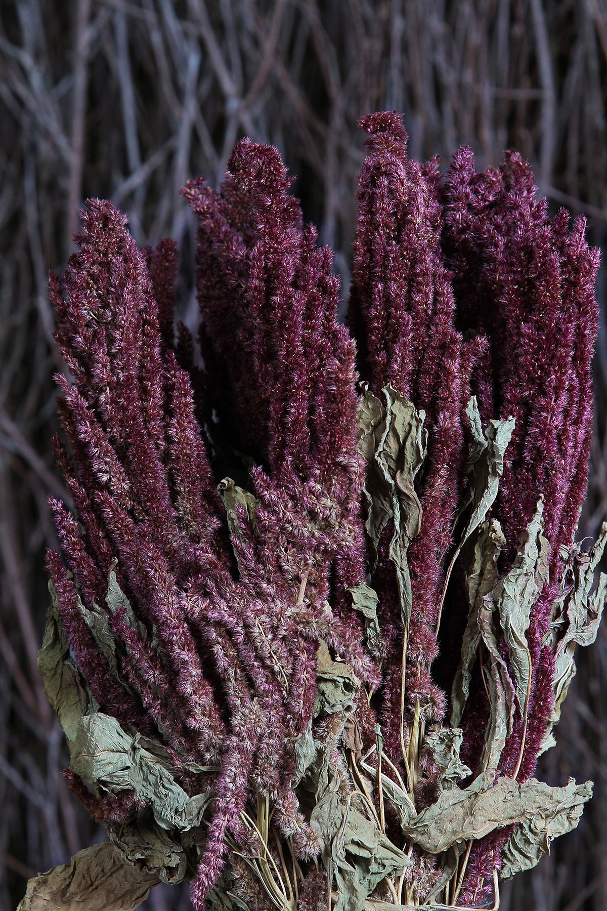 Dried Natural Red &quot;Amaranthus&quot; Flower by the bunch