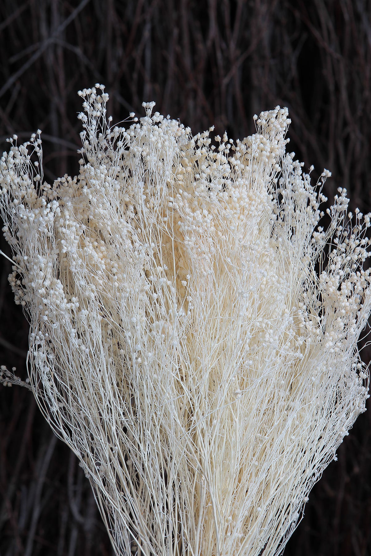 Bleached &quot;Broom Flower&quot; by the bunch