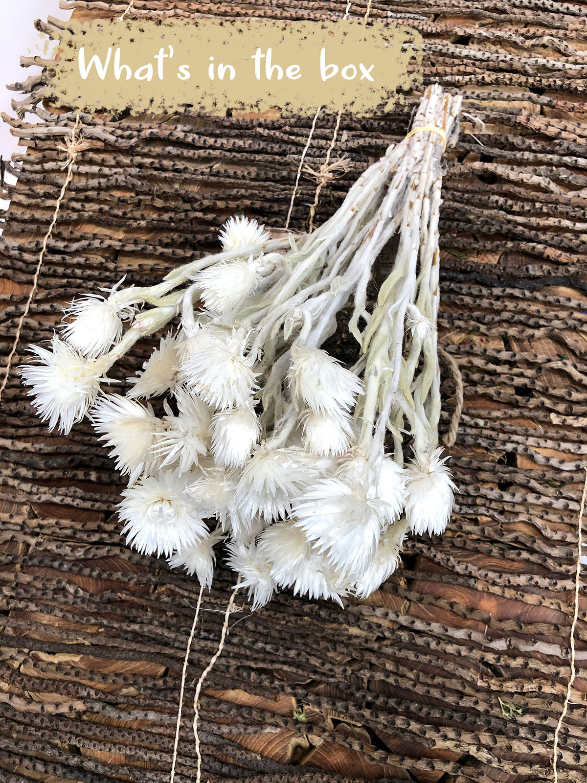 Bleached &quot;Straw Flower&quot; by the bunch