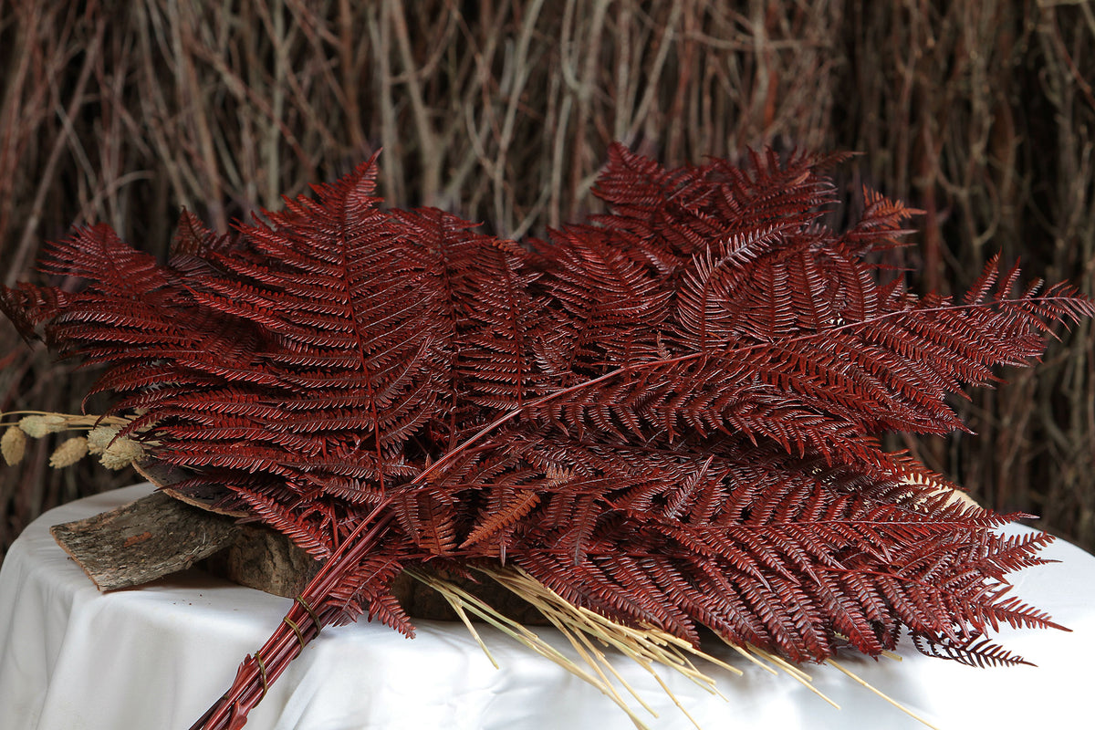 Dried &amp; Preserved &quot;Brown Bracken Fern&quot; 60cm in a 10 stem bunch