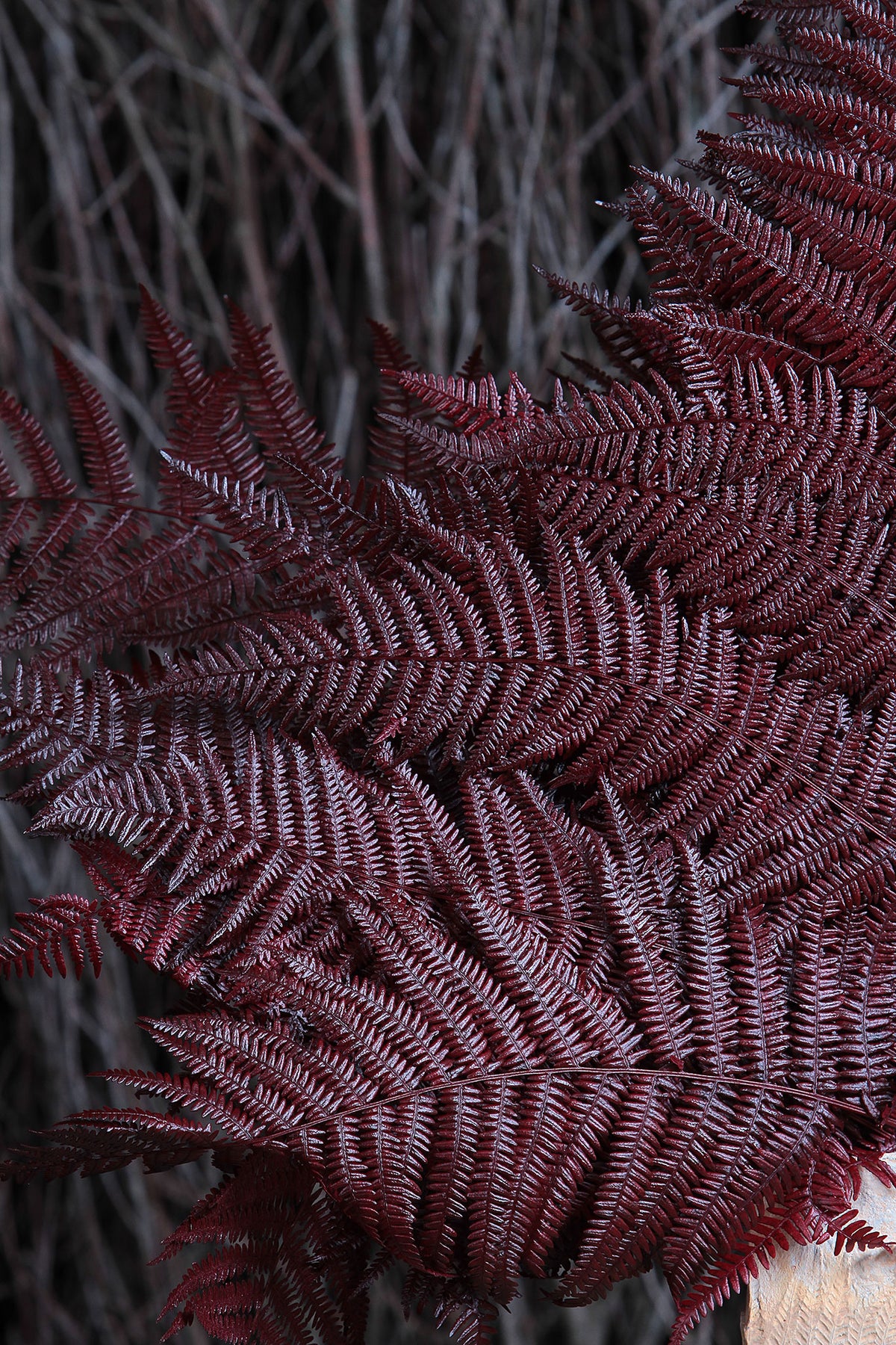 Dried &amp; Preserved &quot;Red Bracken Fern&quot; 60cm in a 10 stem bunch