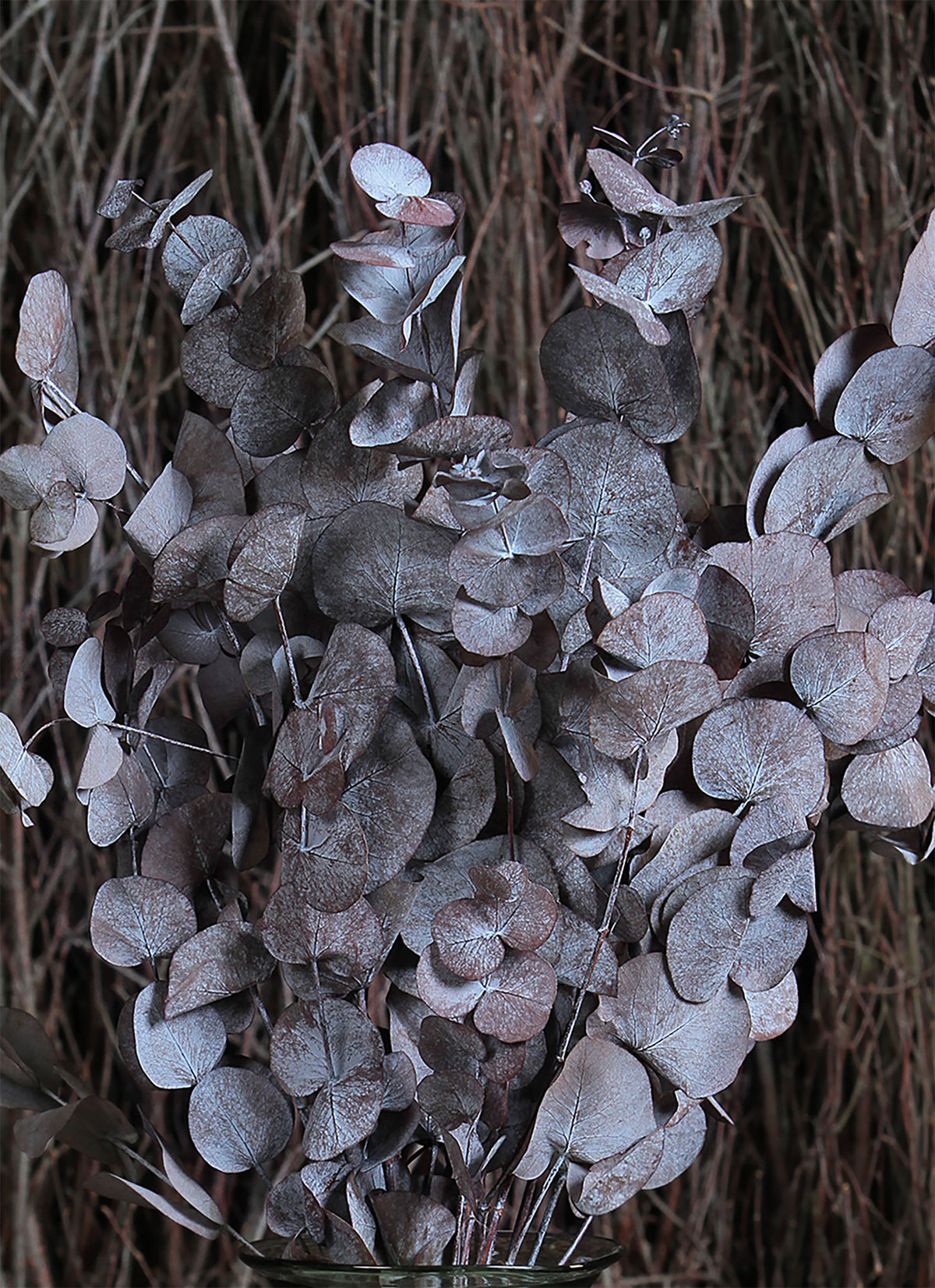 Dried &amp; Preserved Red &quot;Cineria Eucalyptus&quot; by the bunch