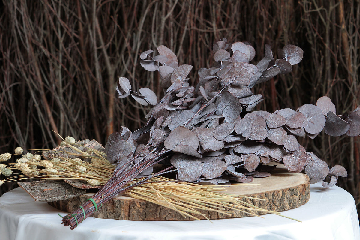 Dried &amp; Preserved Red &quot;Cineria Eucalyptus&quot; by the bunch