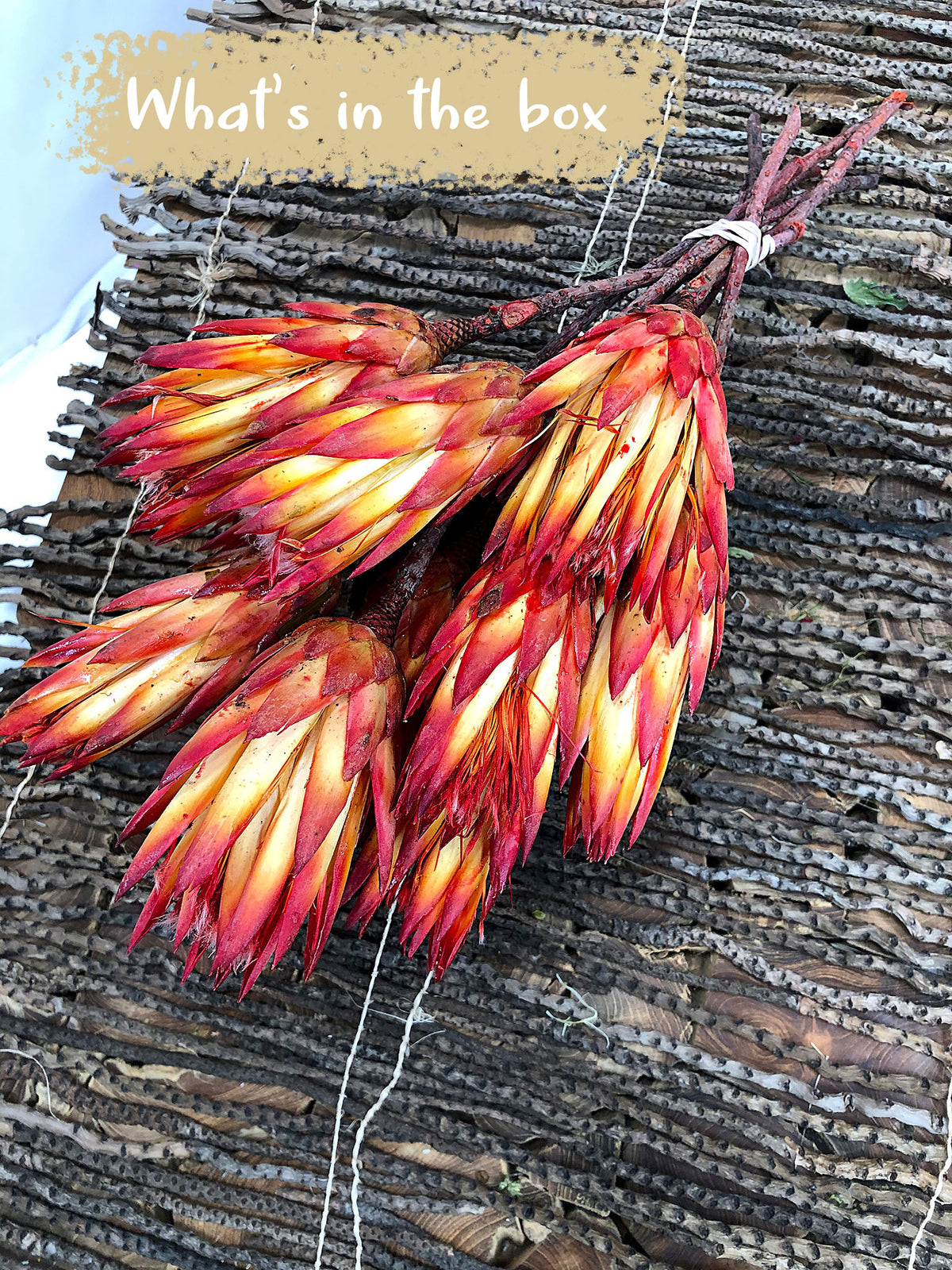 Dried Natural Red &quot;Repens Protea&quot; Flower in a 10 stem bunch