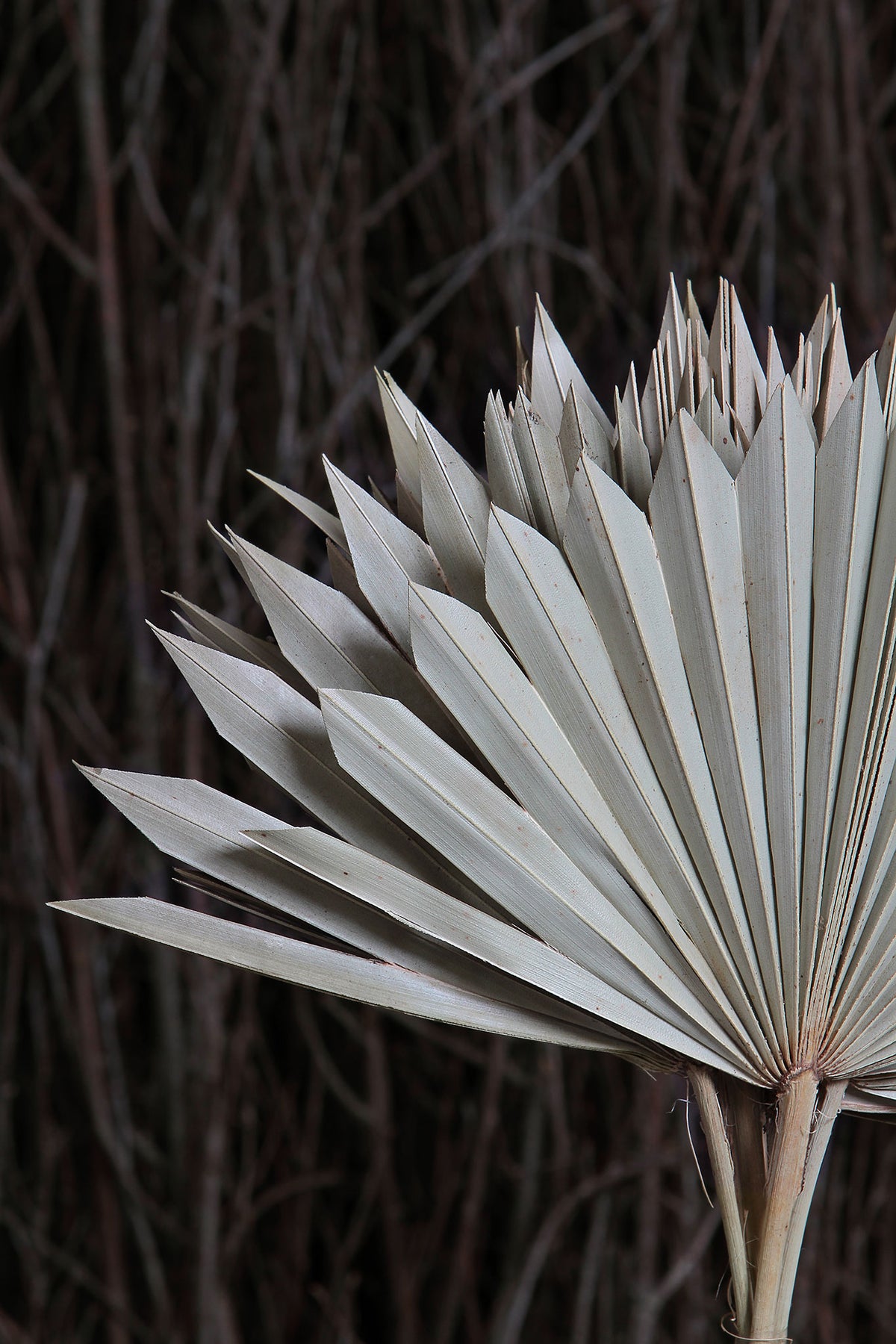 Dried Natural &quot;Fan Palms&quot; in a 5 stem bunch