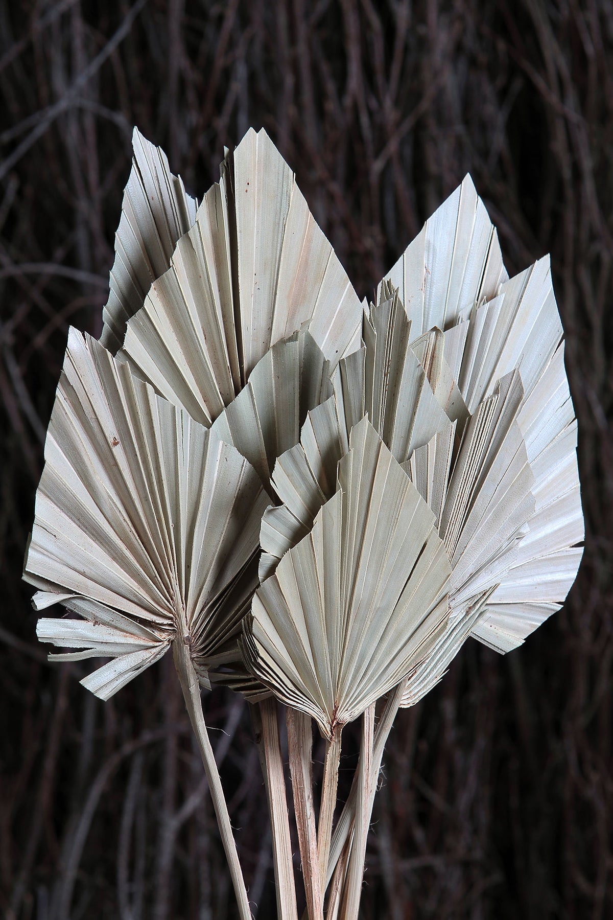 Dried Natural &quot;Fan Palm Spears&quot; in 10 stem bunches