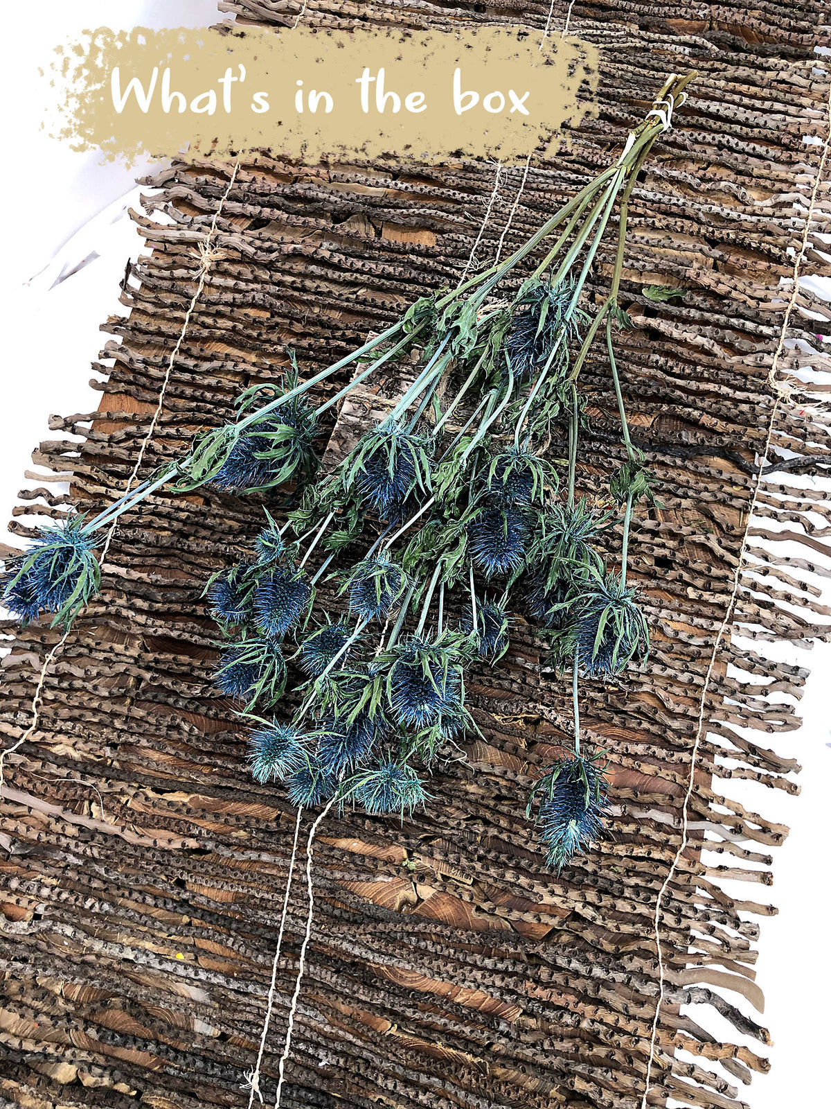 Dried Blue &quot;Thistle&quot; in a 5 stem bunch