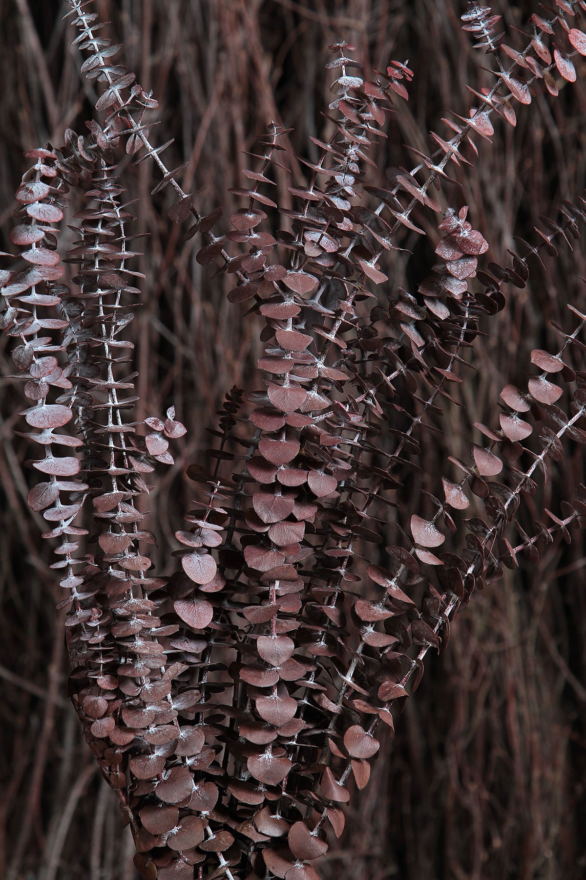 Dried &amp; Preserved Red &quot;Baby Blue Eucalyptus&quot; by the bunch