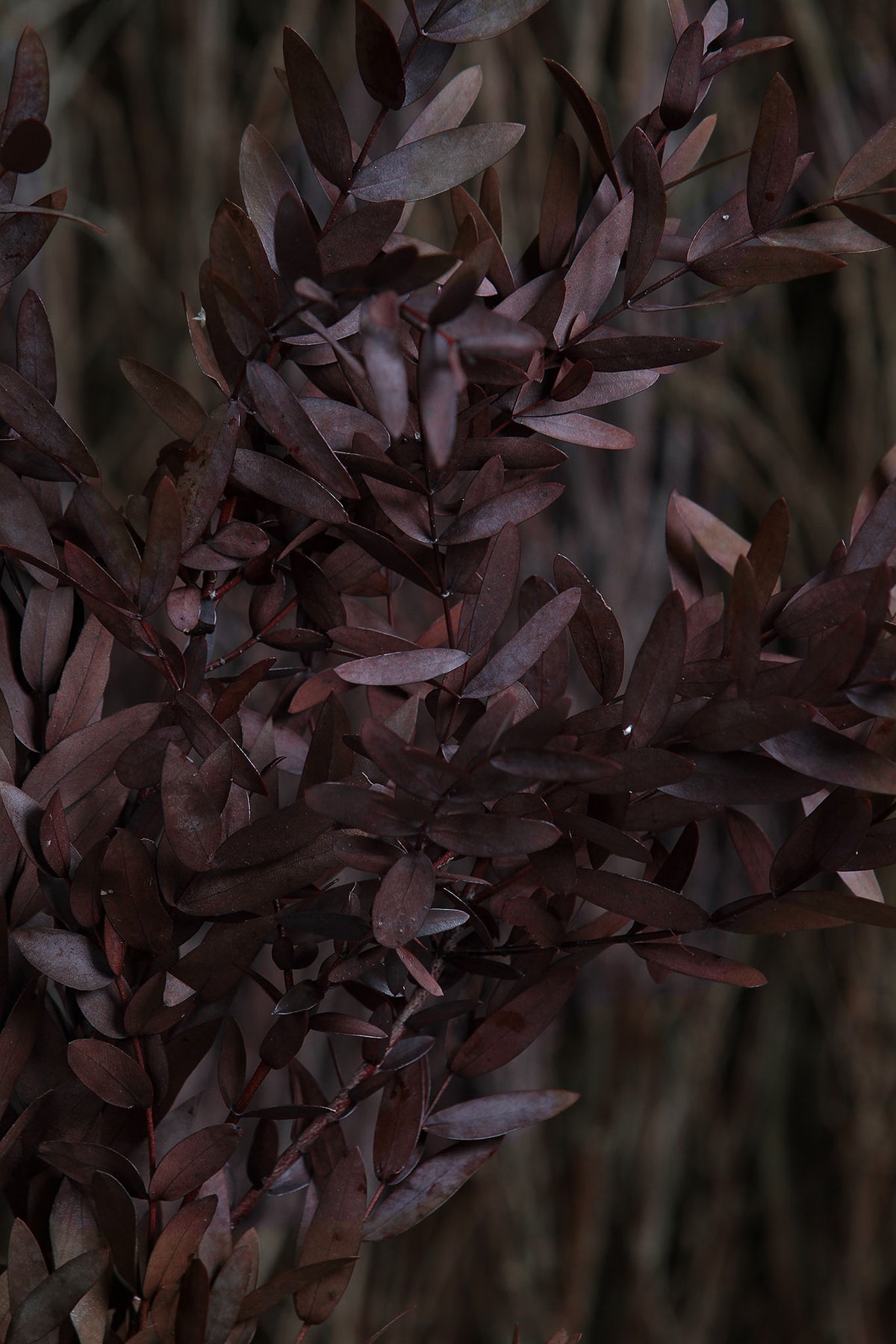 Dried &amp; Preserved Red &quot;Parvifolia&quot; Eucalyptus by the bunch