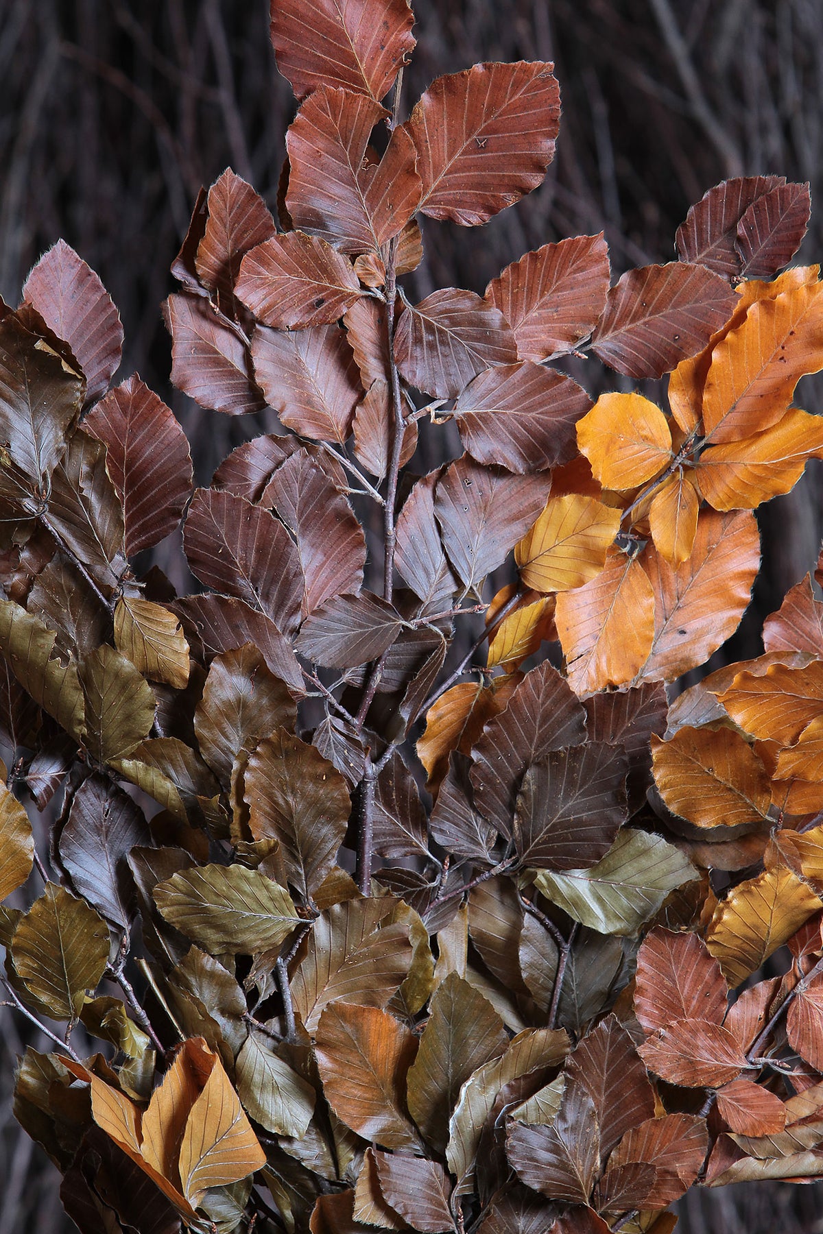 Dried &amp; Preserved &quot;Autumnal Beech&quot; by the bunch