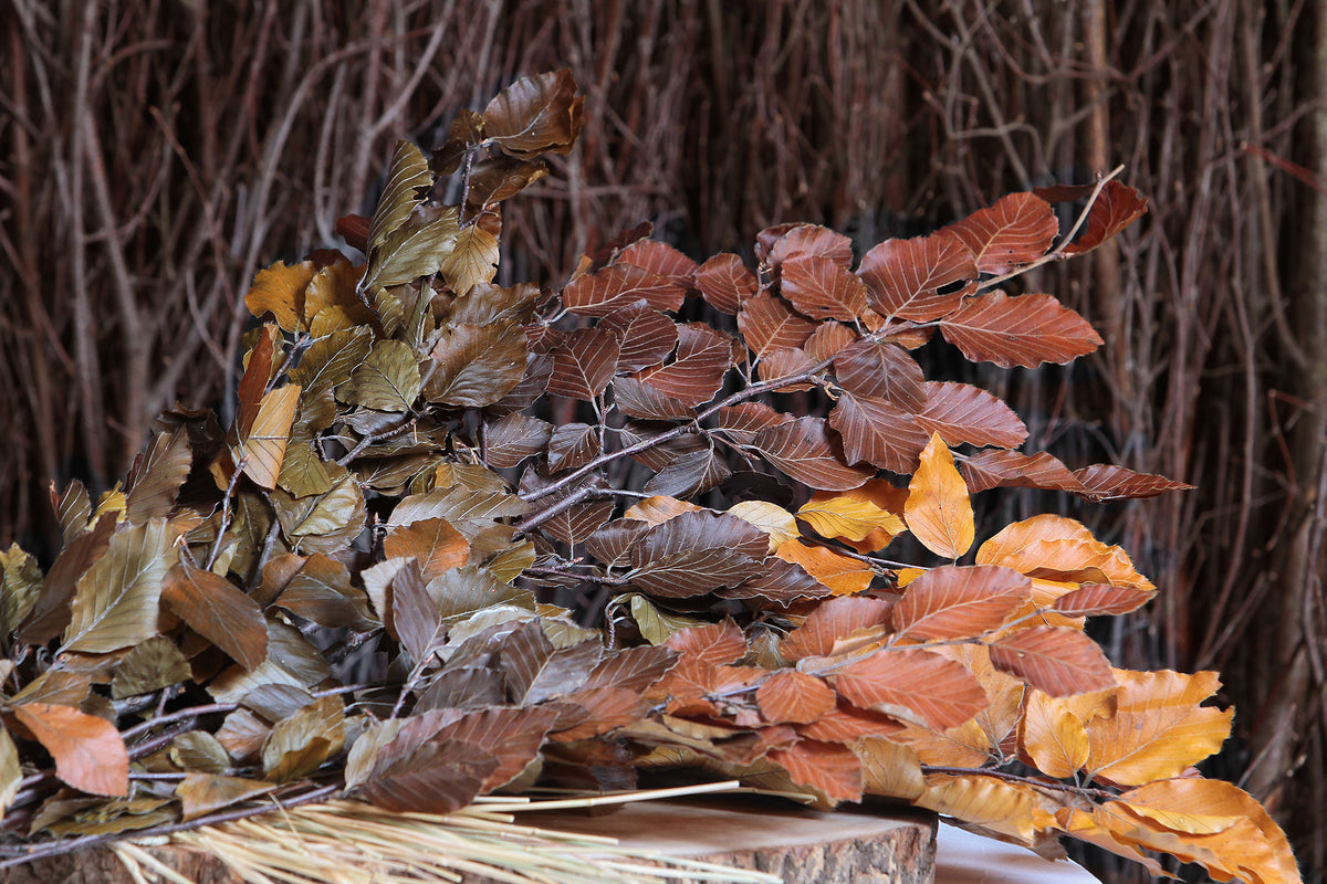 Dried &amp; Preserved &quot;Autumnal Beech&quot; by the bunch