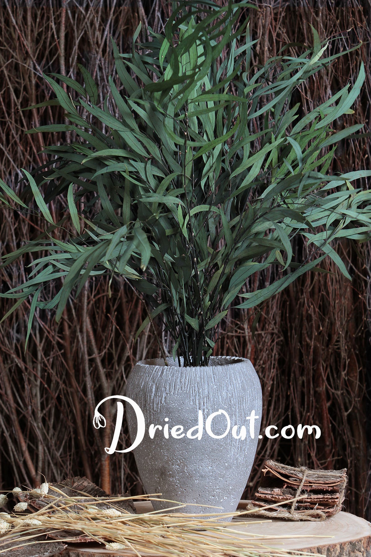 Dried &amp; Preserved Green &quot;Nicoli Eucalyptus&quot; 60cm by the bunch