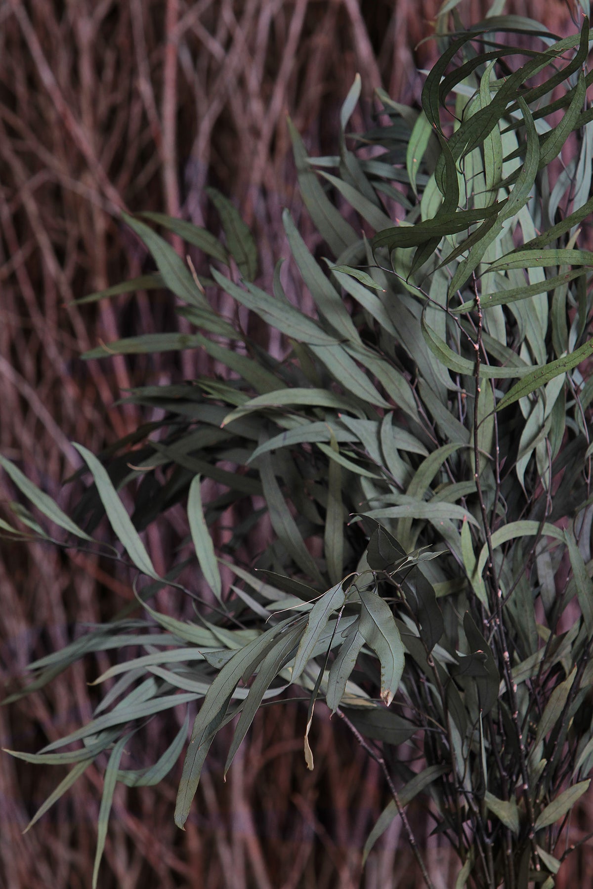 Dried &amp; Preserved Green &quot;Nicoli Eucalyptus&quot; 60cm by the bunch