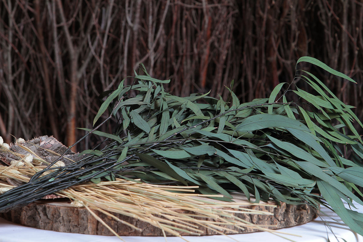 Dried &amp; Preserved Green &quot;Nicoli Eucalyptus&quot; 60cm by the bunch