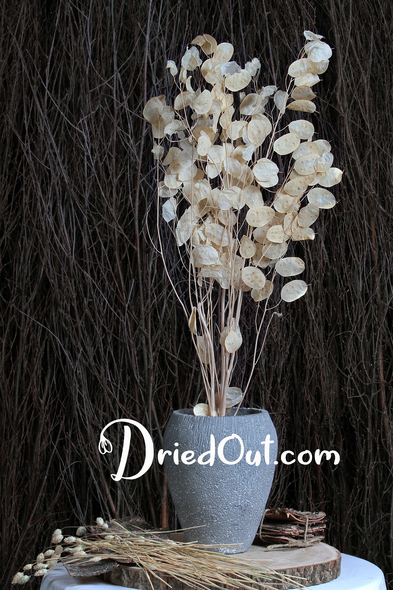 Dried Lunaria 3 stems