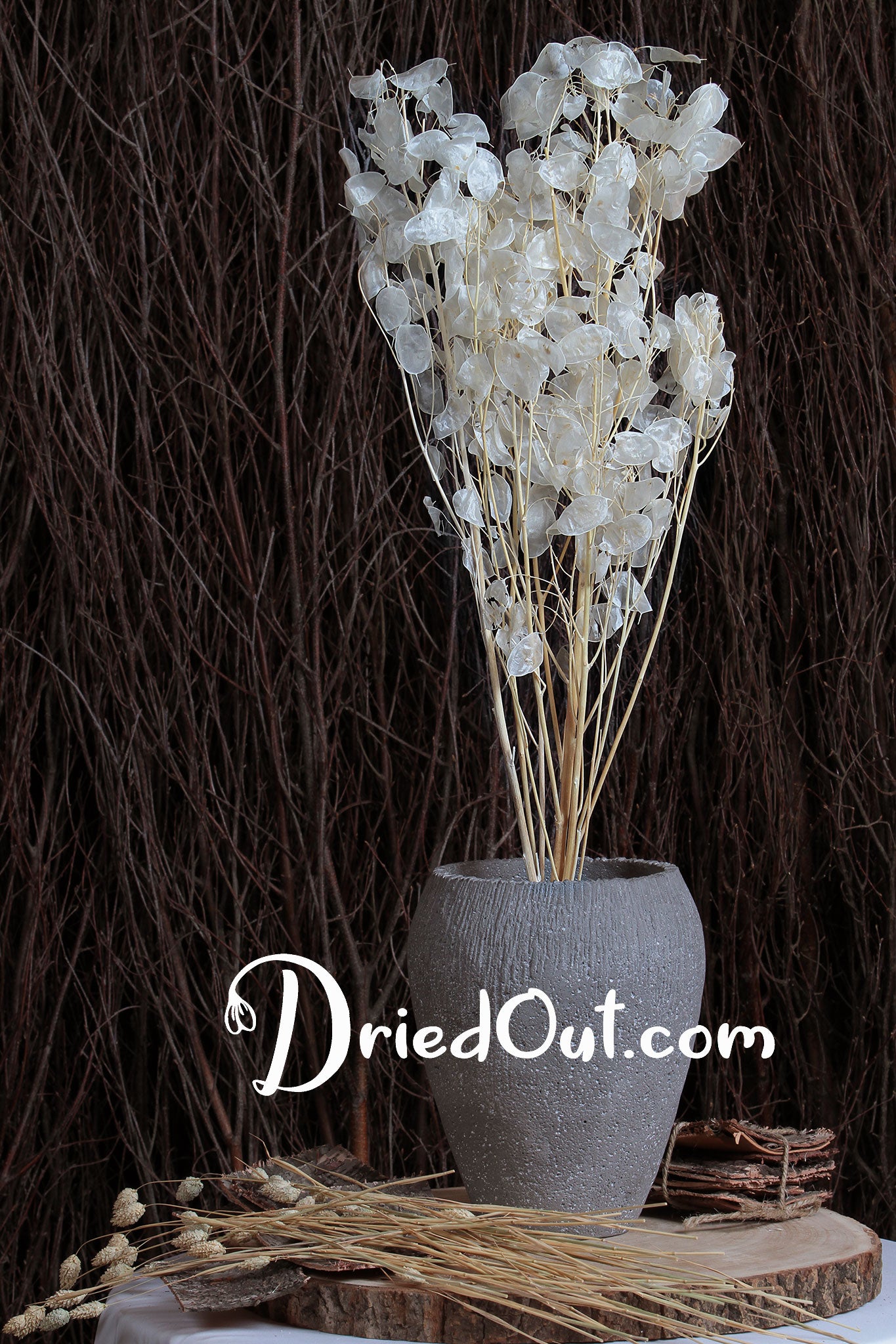 Bleached "Peeled Honesty" by the bunch