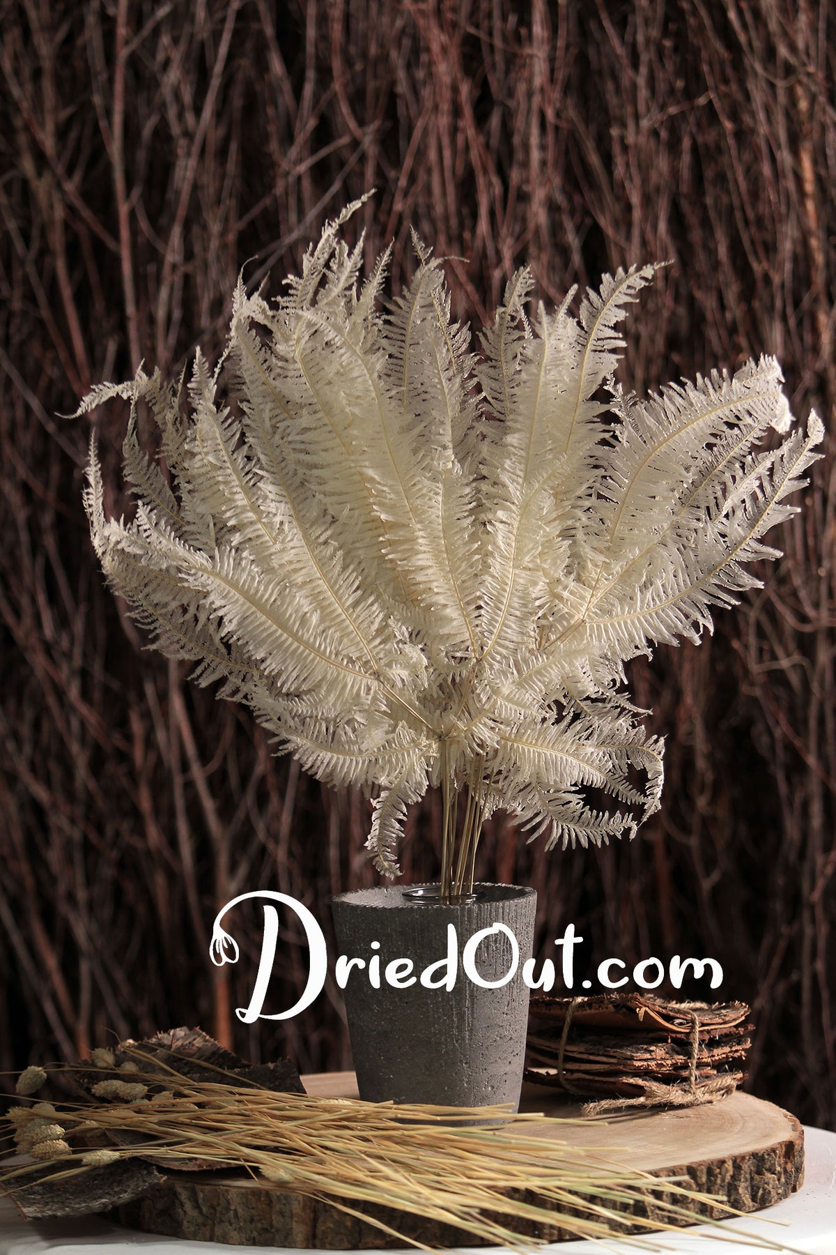 Bleached Large &quot;Mountain Fern&quot; in a 10 stem bunch