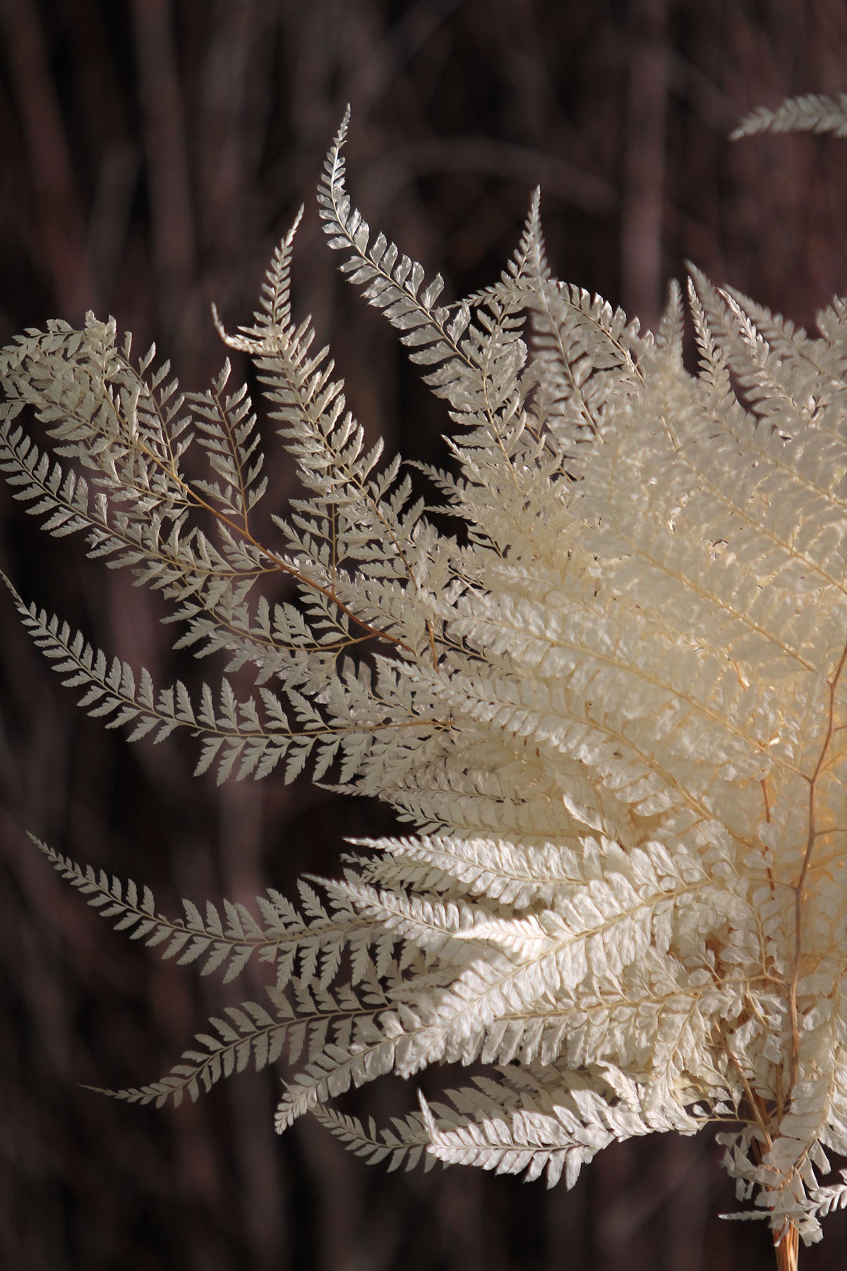 Bleached Large &quot;Mountain Fern&quot; in a 10 stem bunch