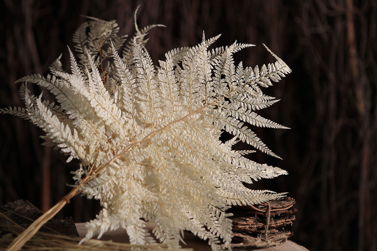 Bleached Large &quot;Mountain Fern&quot; in a 10 stem bunch