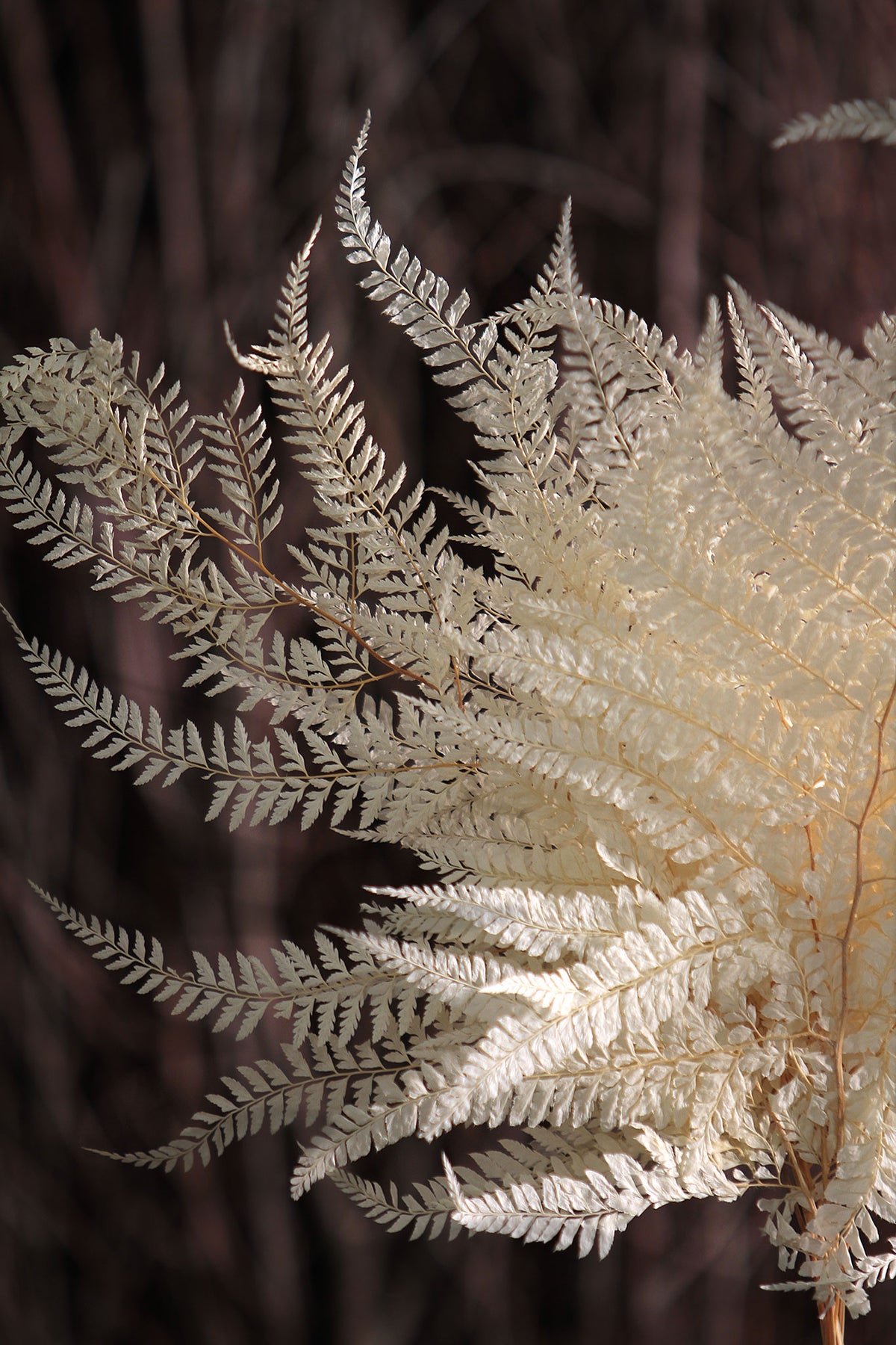 Bleached &quot;Mini Fern&quot; in a 10 stem bunch