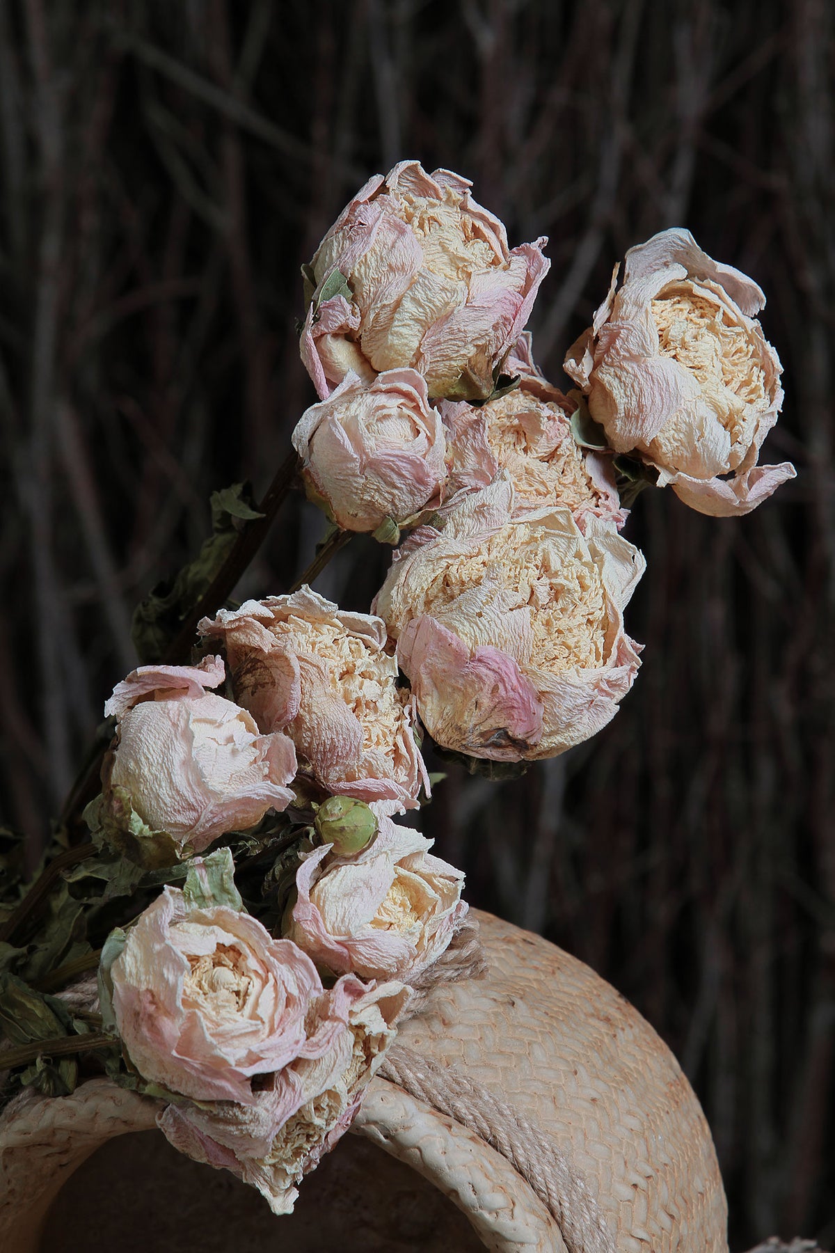 Dried Natural &quot;Peony Coral Peach&quot; Flower 50cm by the bunch