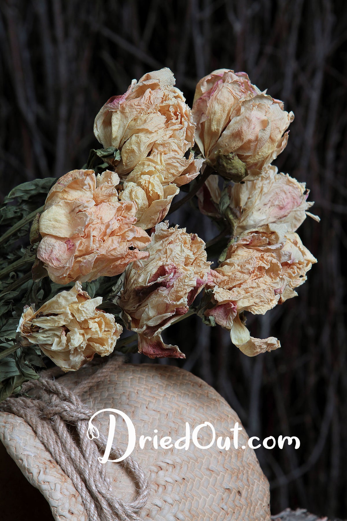 Dried Natural &quot;Peony Miss Amy&quot; Flower 50cm by the bunch