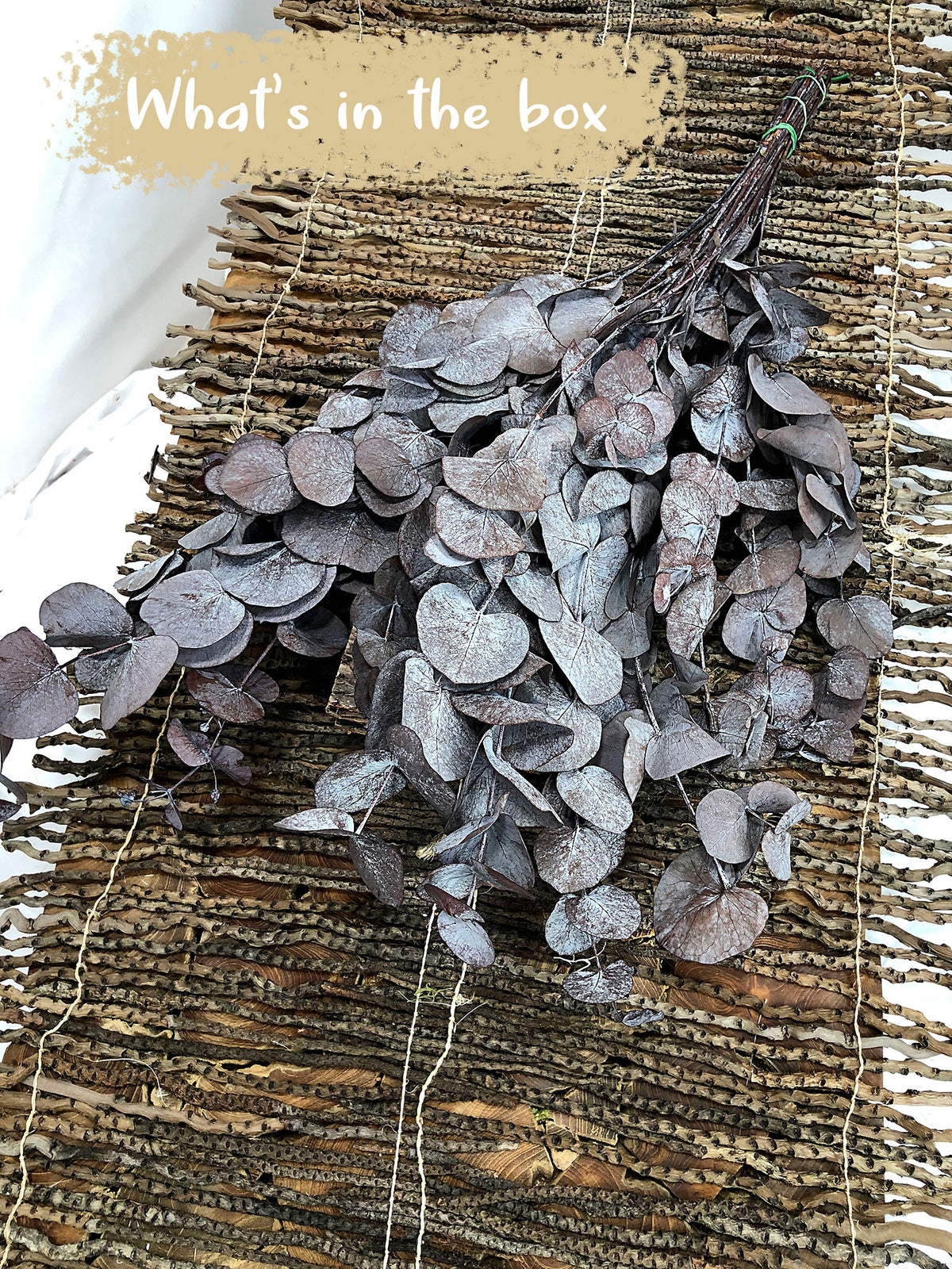 Dried &amp; Preserved Red &quot;Cineria Eucalyptus&quot; by the bunch