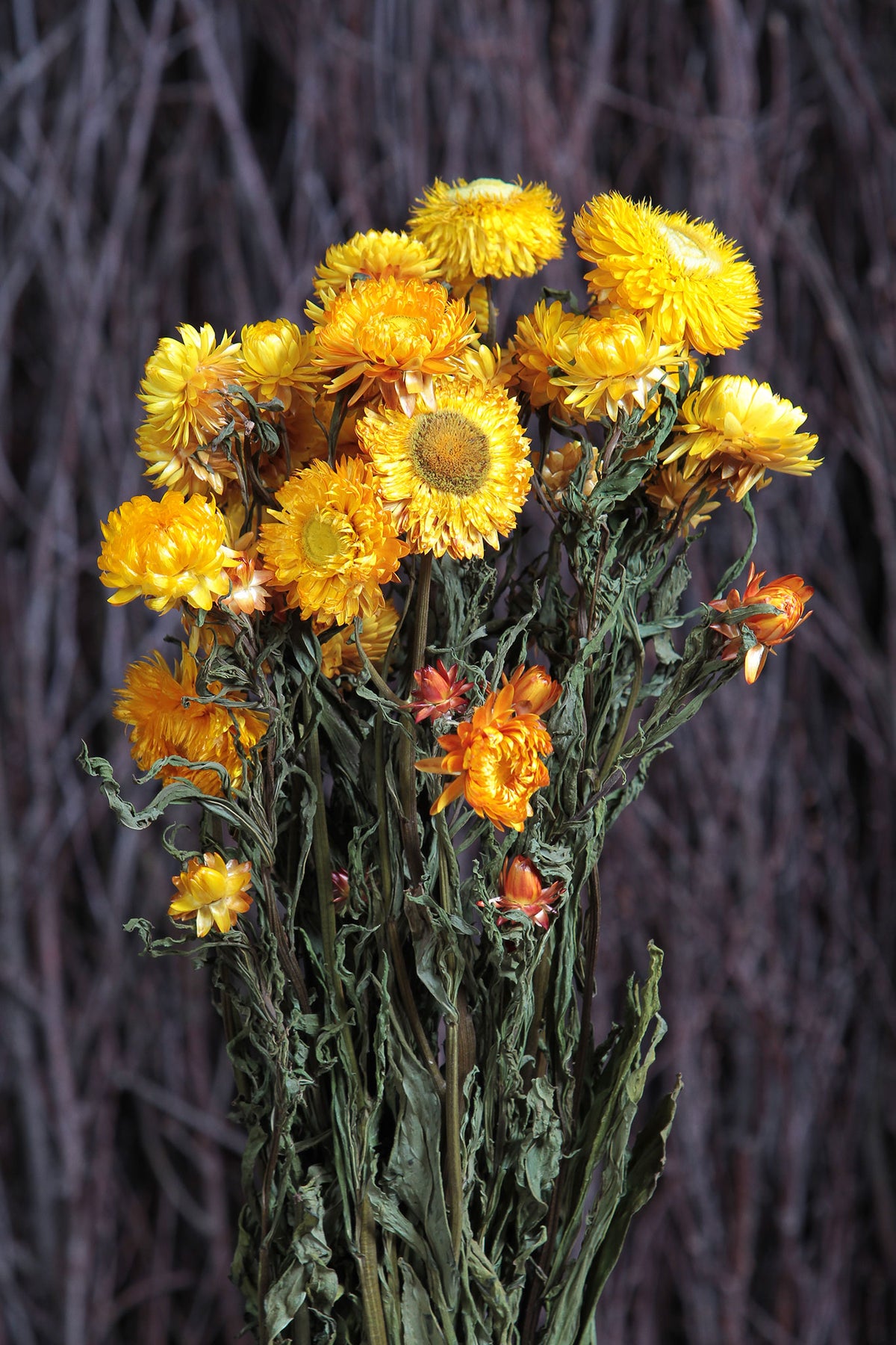 Dried Natural Yellow &quot;Straw Flower&quot; by the bunch