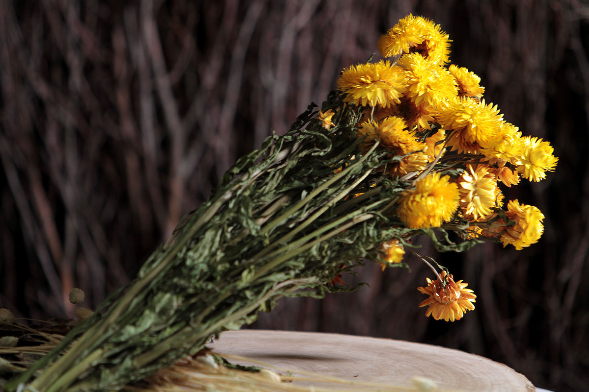 Dried Natural Yellow &quot;Straw Flower&quot; by the bunch