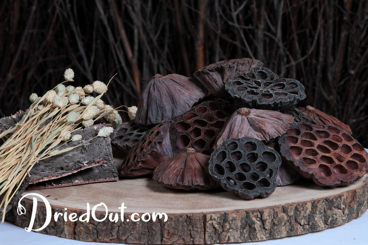 Dried Natural Large &quot;Lotus Heads&quot; in a bag of 50