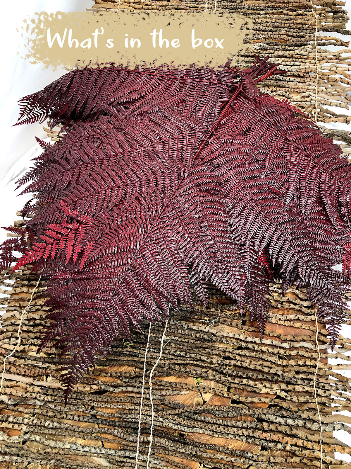 Dried &amp; Preserved &quot;Red Bracken Fern&quot; 60cm in a 10 stem bunch