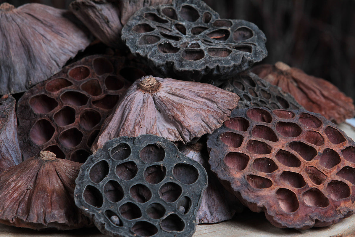 Dried Natural Large &quot;Lotus Heads&quot; in a bag of 50