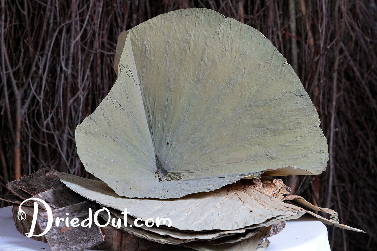 Dried Natural &quot;Lotus Leaves&quot; in a bunch of 10 leaves