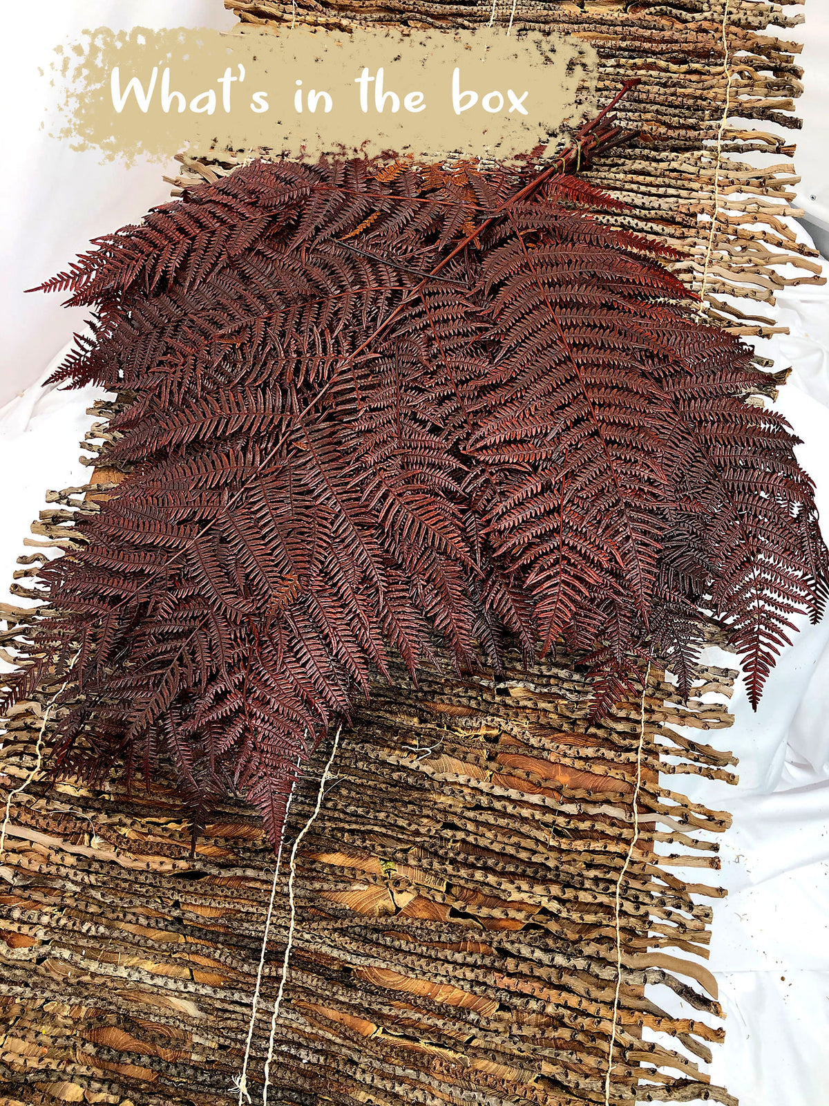 Dried &amp; Preserved &quot;Brown Bracken Fern&quot; 60cm in a 10 stem bunch