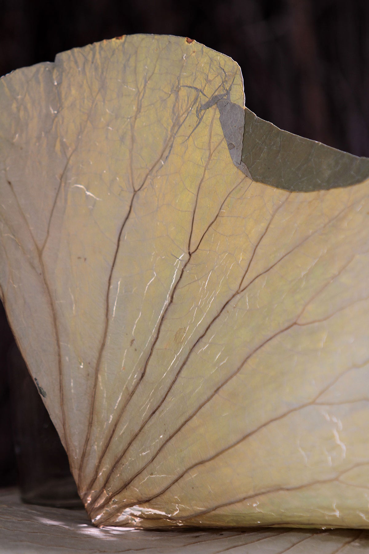 Dried Natural &quot;Lotus Leaves&quot; in a bunch of 10 leaves