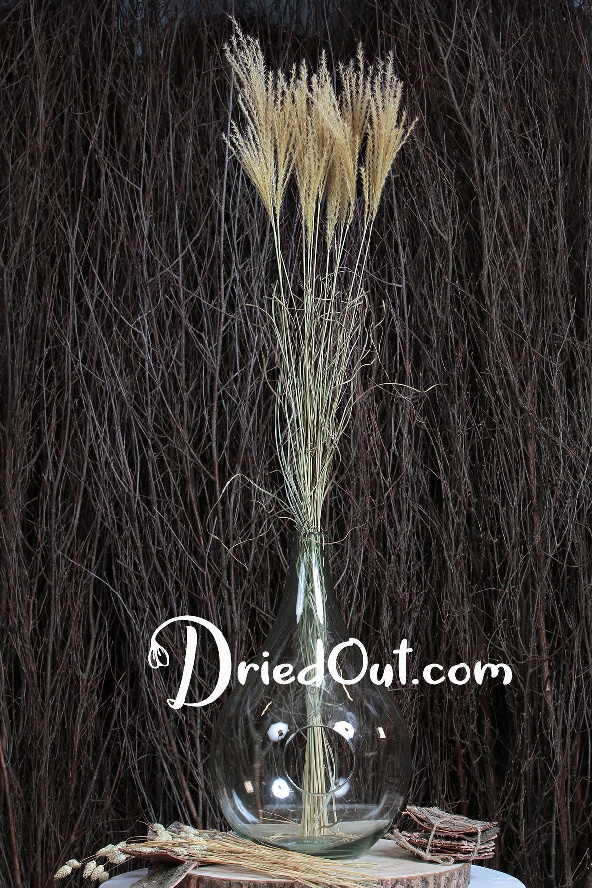 Dried Natural &quot;Miscanthus White Motion&quot; Grass in a 10 stem bunch