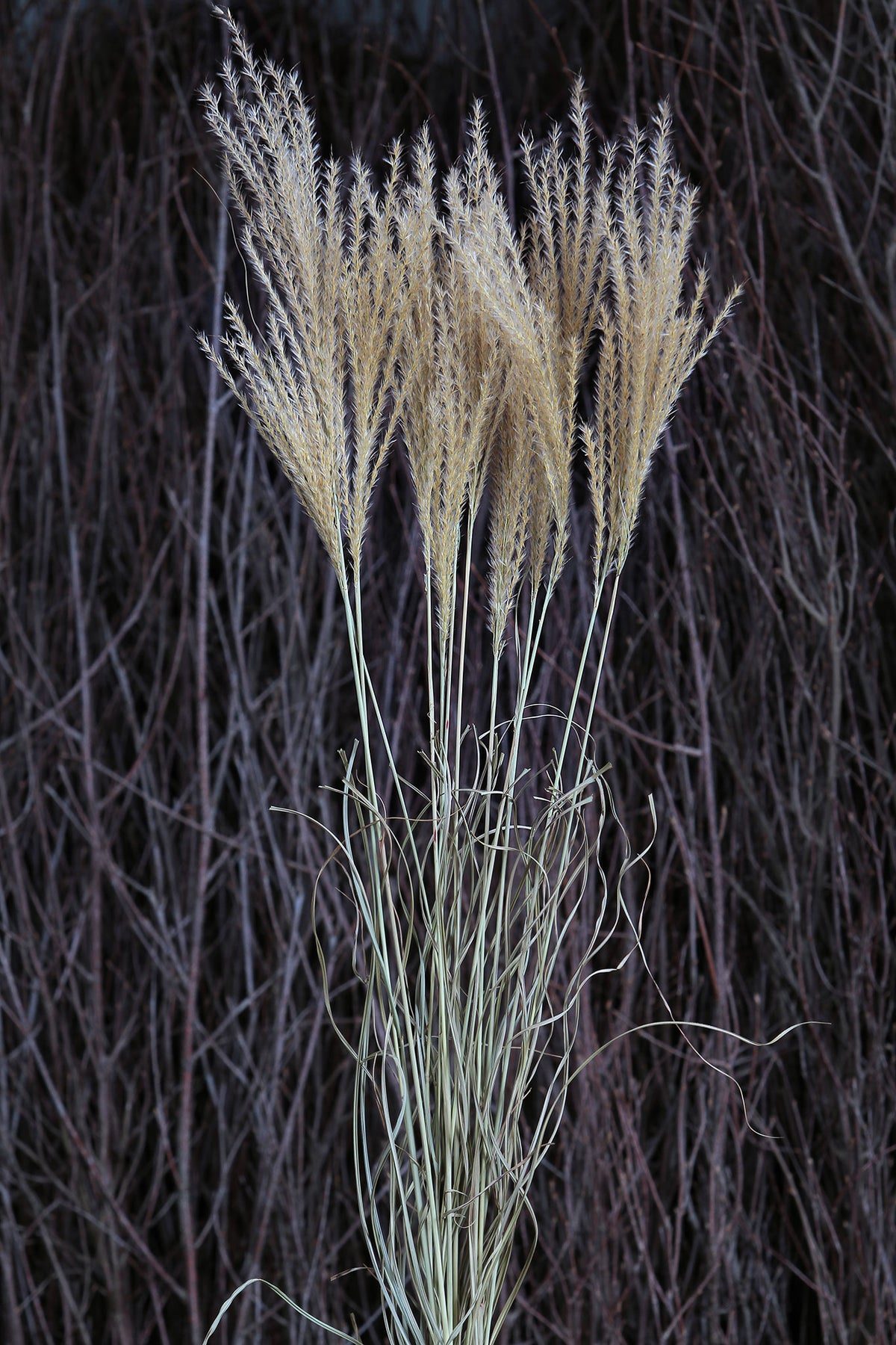 Dried Natural &quot;Miscanthus White Motion&quot; Grass in a 10 stem bunch