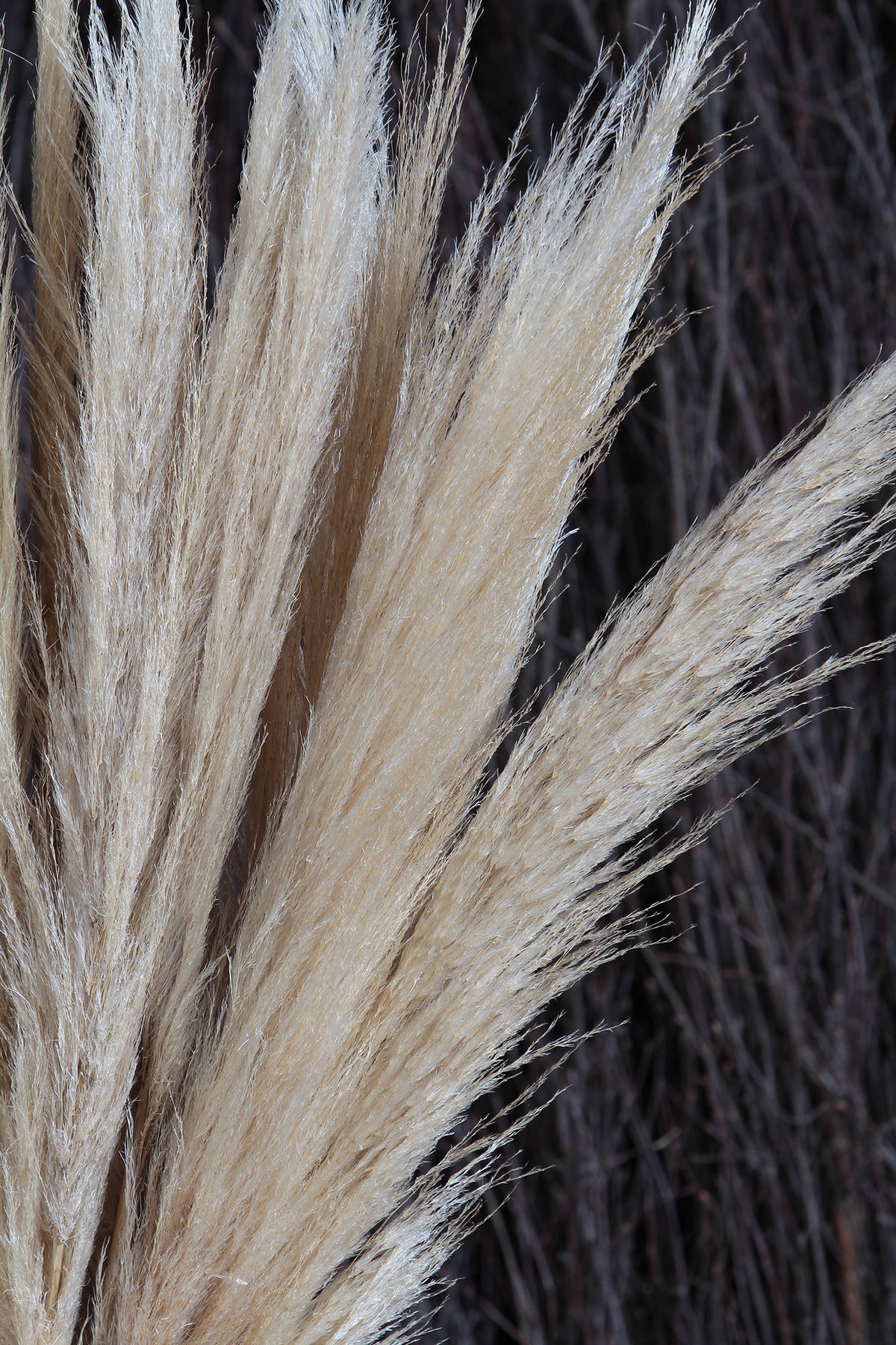 Bleached Fluffy &quot;Pampas&quot; Grass 120cm in a 5 stem bunch