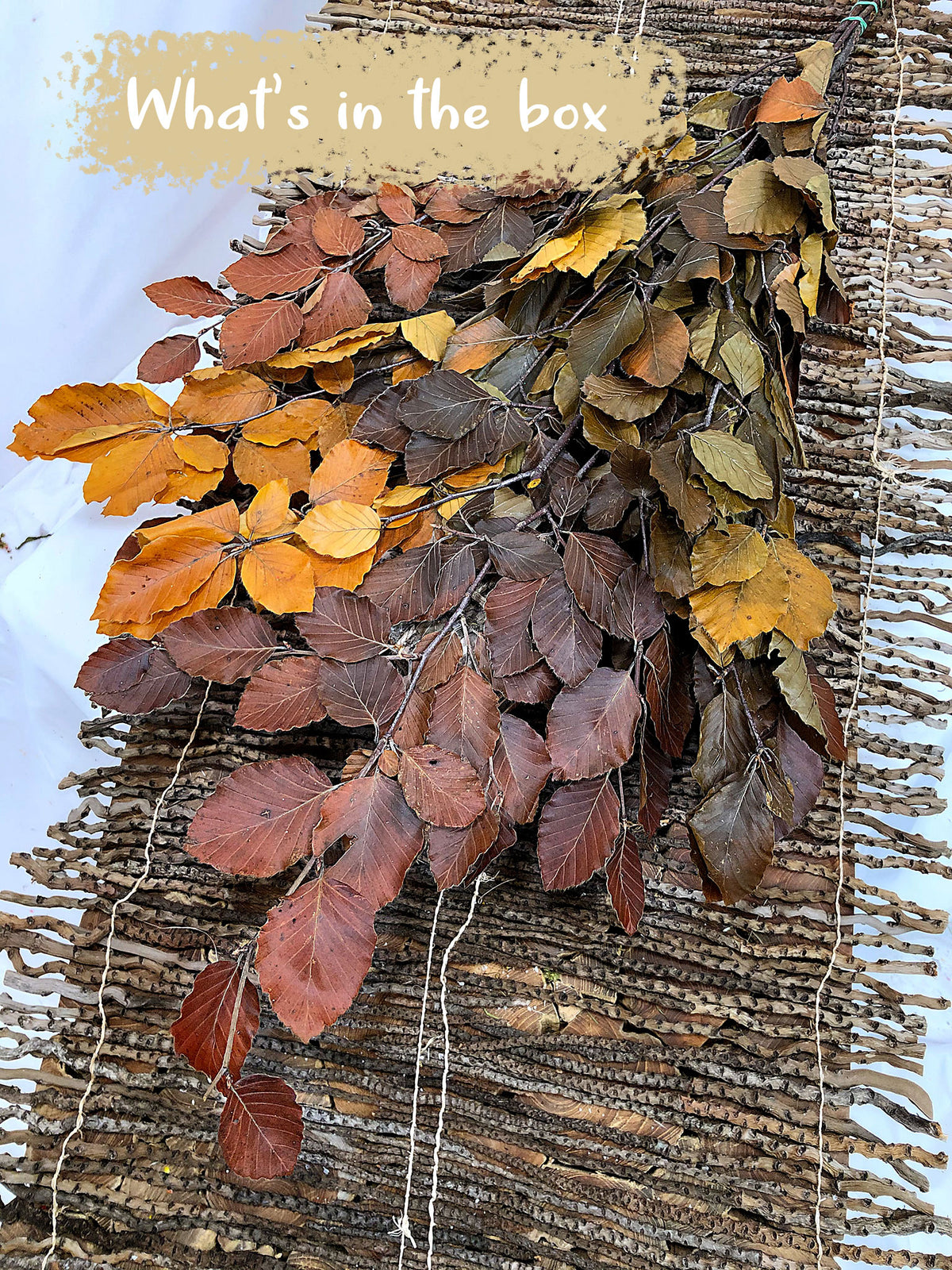 Dried &amp; Preserved &quot;Autumnal Beech&quot; by the bunch