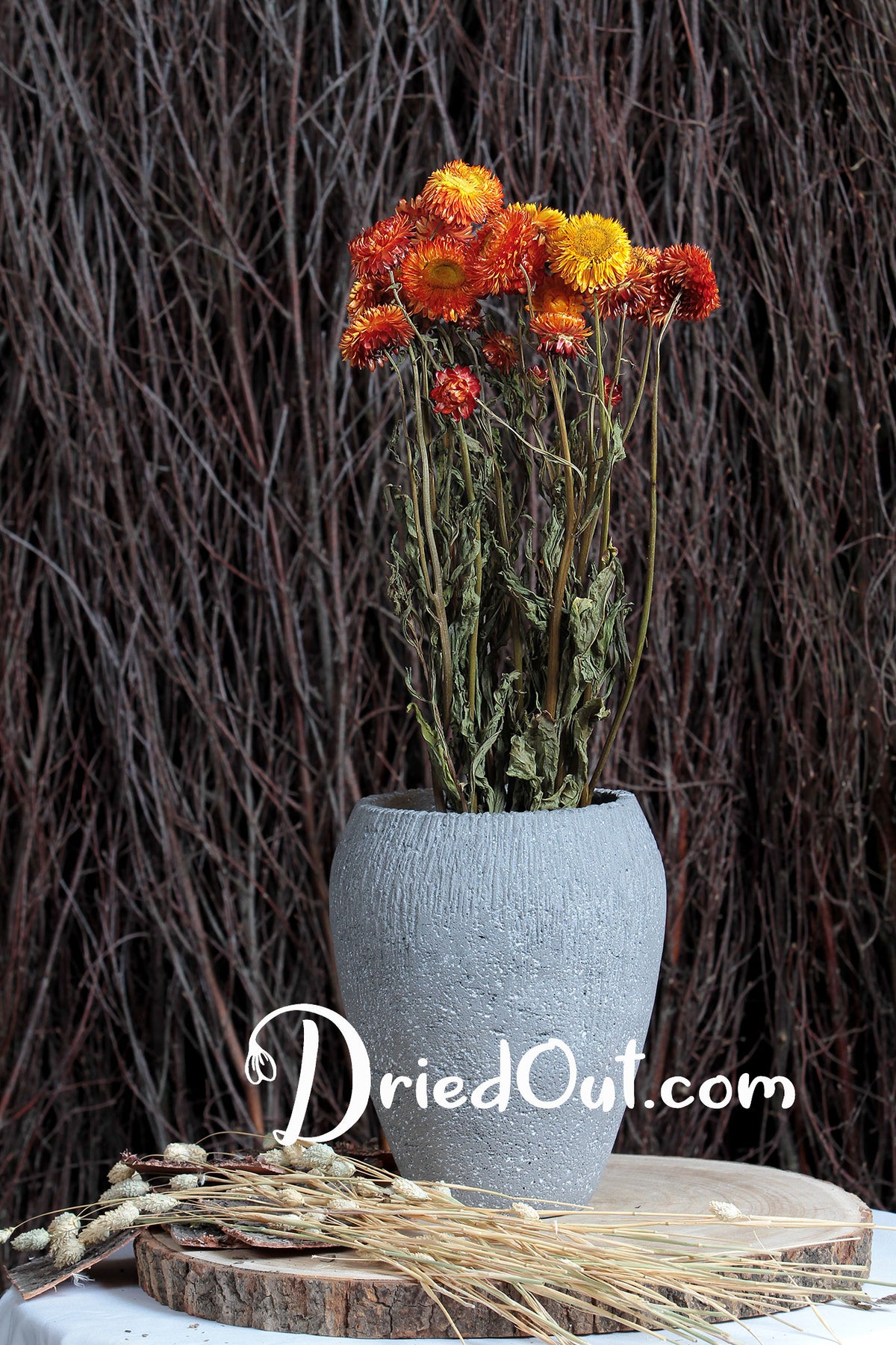 Dried Natural Orange &quot;Straw Flower&quot; by the bunch