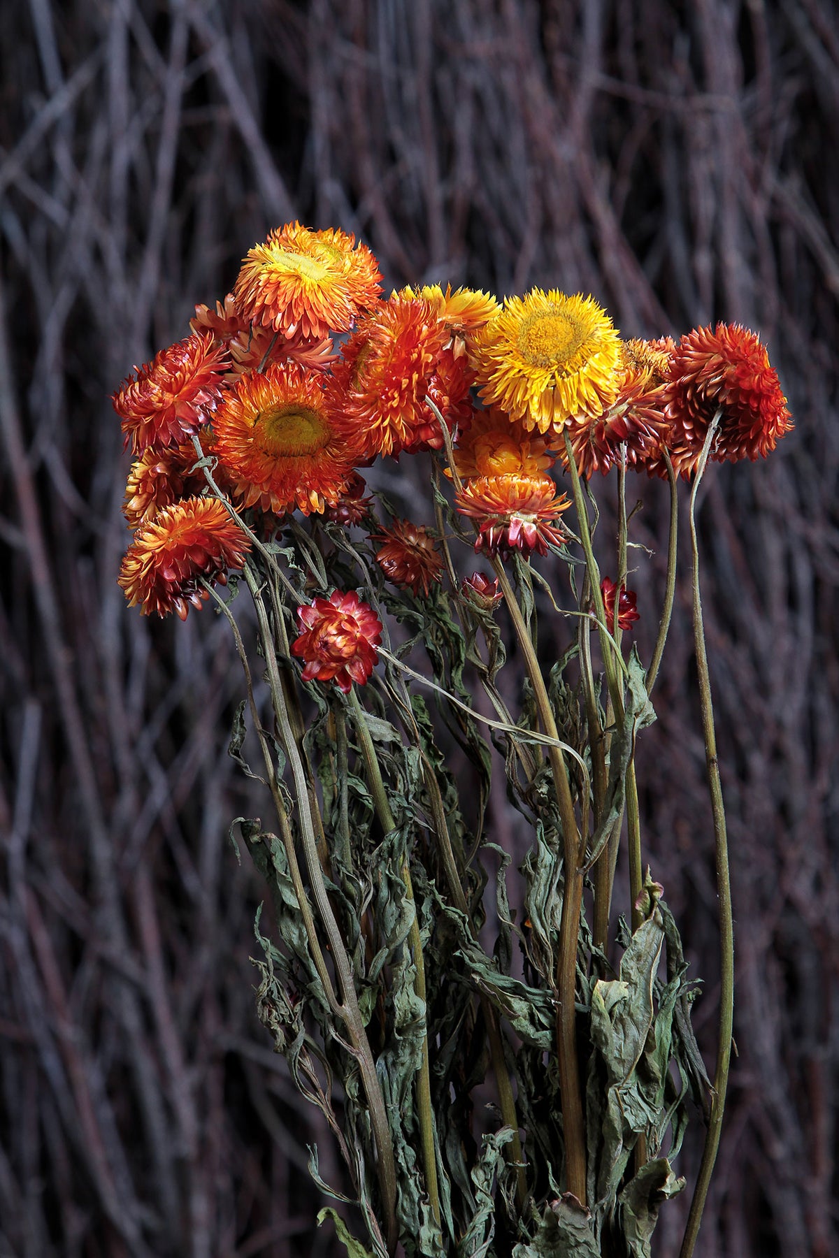 Dried Natural Orange &quot;Straw Flower&quot; by the bunch