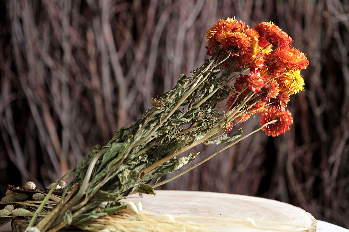 Dried Natural Orange &quot;Straw Flower&quot; by the bunch