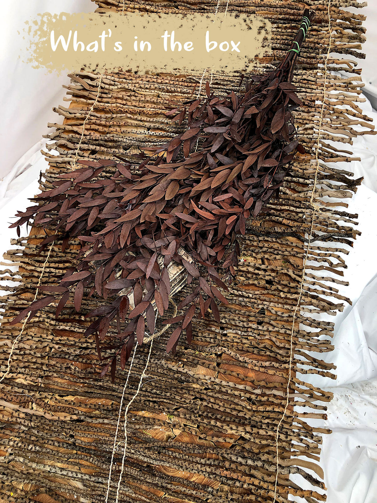 Dried &amp; Preserved Red &quot;Parvifolia&quot; Eucalyptus by the bunch