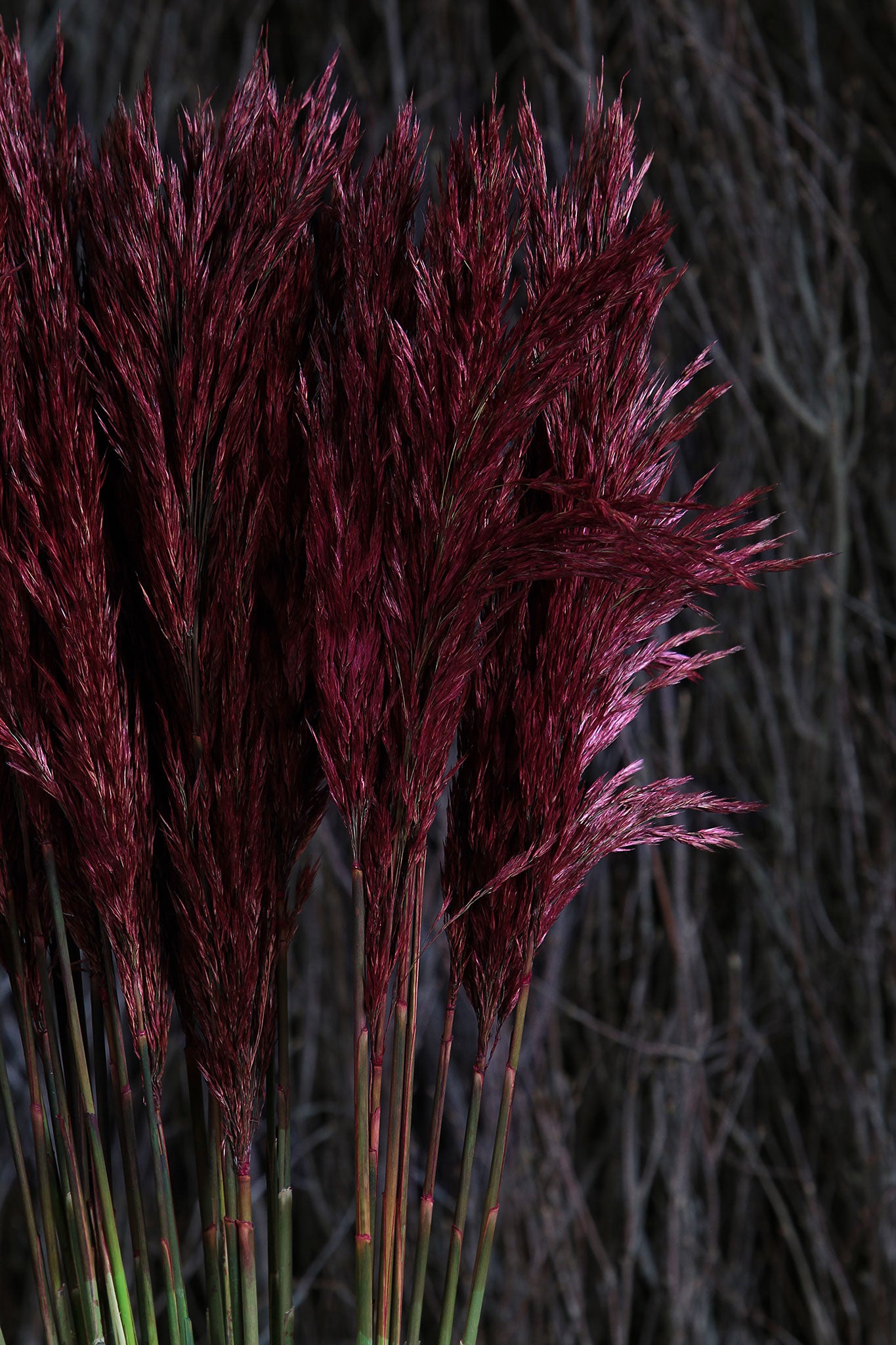 Purple Reeder Dried & Preserved Red